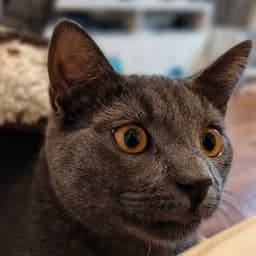 Lord Flausch